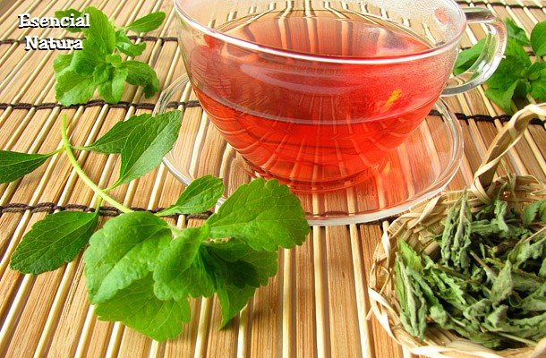 Aprende a cultivar Stevia -Manual de Cultivo-