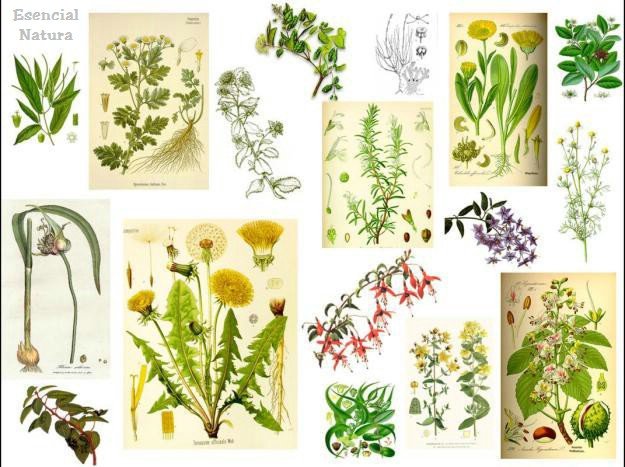 MTC. Formas de recomendar plantas Medicinales