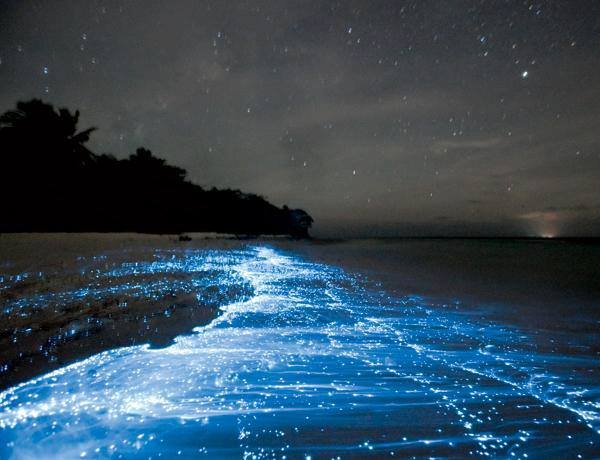 Bioluminiscente flor hace de una playa mágica un campo minado