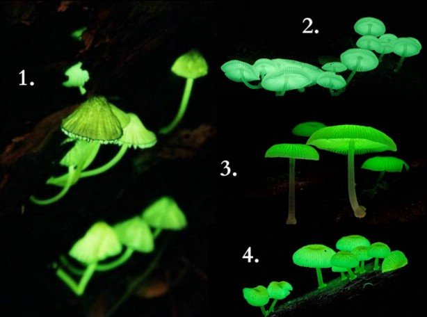 Más de 70 especies de hongos bioluminiscentes