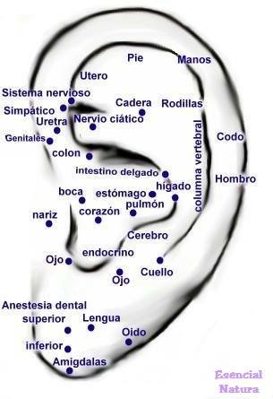 Auriculoterapia: Mapa de algunos puntos y Libro