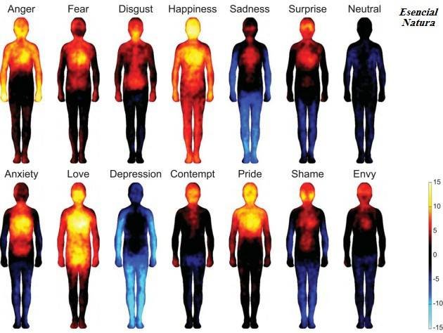 Mapa del cuerpo de emociones universales cuando estamos felices , enojados o tristes