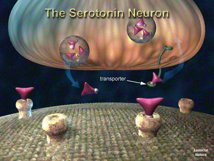 La serotonina Facilita Profundo Estados de Espiritualidad