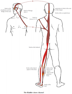 bl-sinew-channel-higher-res