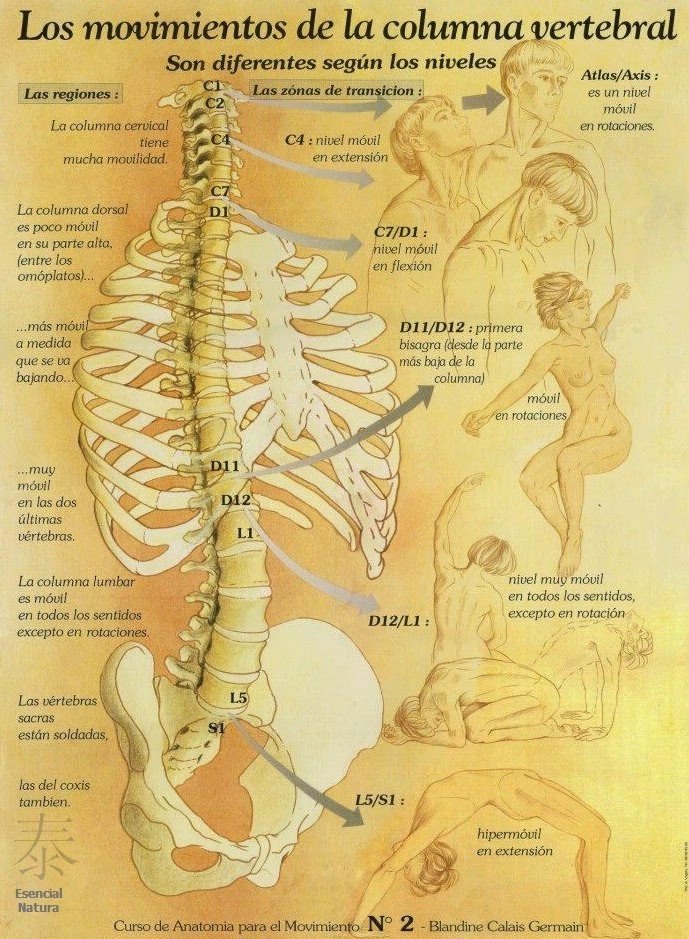 Movimientos naturales de la columna vertebral.