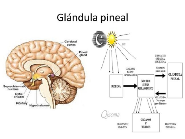 Detox de la glandula pineal: la parte de su cerebro que controla el sueño, el envejecimiento, su estado de animo y más